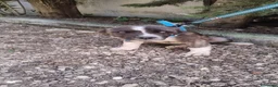 Meticcio cani in regalo: gigio e maya - Annuncio 3