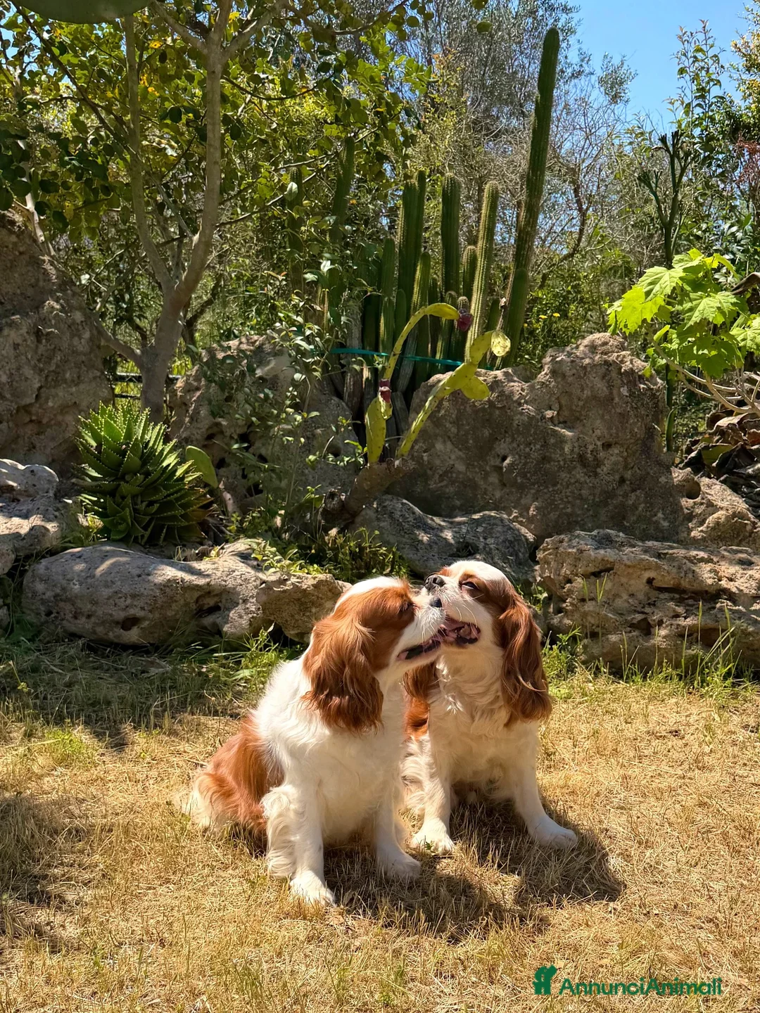 Cavalier King cani in vendita: Cuccioli Cavalier King da mamma Campionessa a Provincia di Brindisi - Annuncio 2