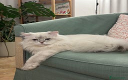 Scottish gatti per accoppiamento: Scottish Straight per accoppiamento  a Provincia di Varese - Immagine 3
