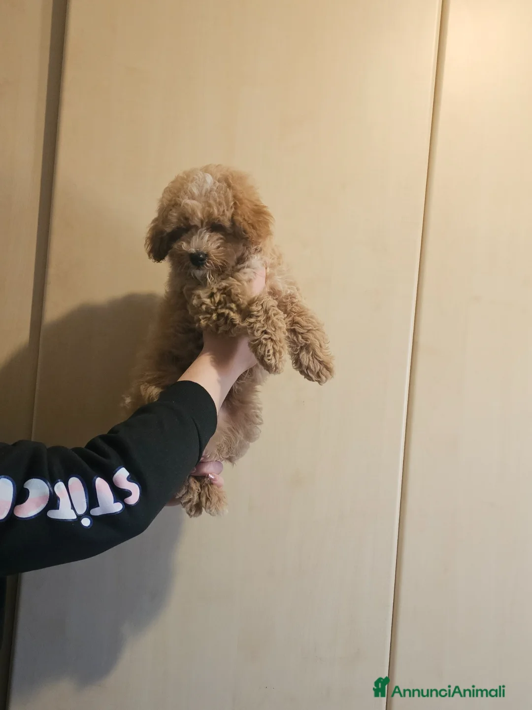 Maltipoo cani in vendita: Cucciolo maltipoo particolor  a Città Metropolitana di Napoli - Annuncio 4