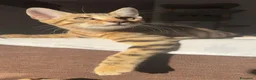 Bengala gatti in vendita: Cuccioli bengala  a Provincia della Spezia - Annuncio 24