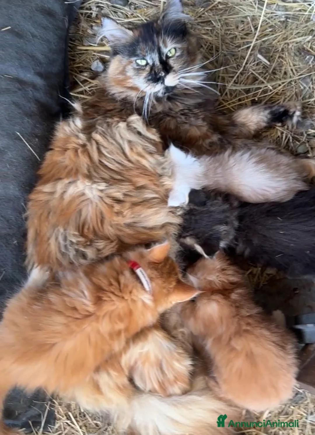 Maine Coon gatti in vendita: Cuccioli rossi di maine coon {AustinXBastet} - Annuncio 1