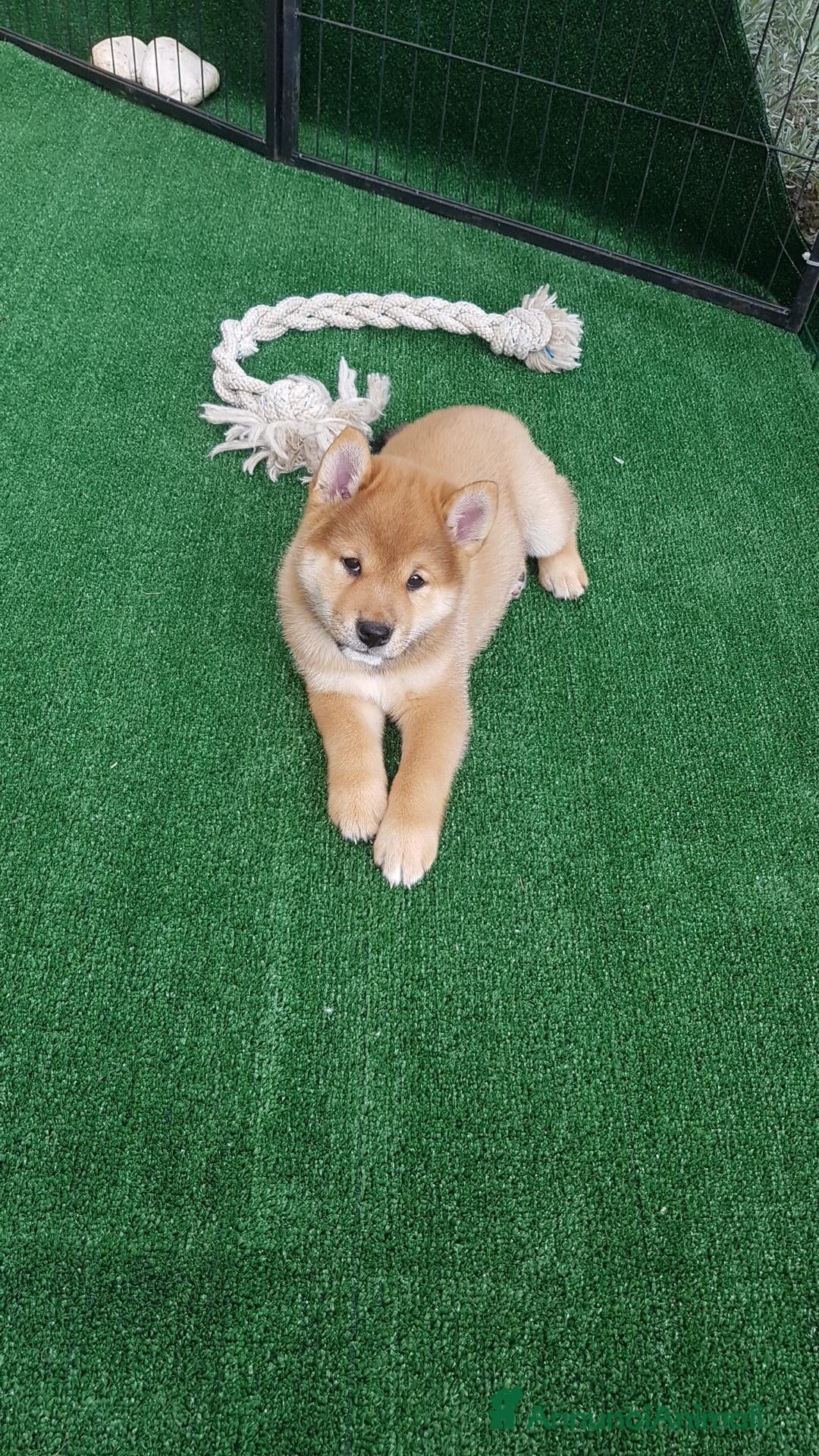Shiba Inu cani Shiba inu pedigree Enci  - Annuncio 1