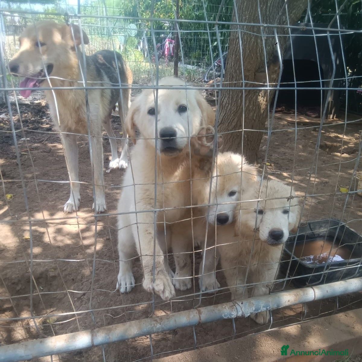 Meticcio cani Cuccioli meticci cercano casa - Annuncio 2