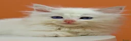 Ragdoll gatti in vendita: cuccioli ragdoll disponibili - Annuncio 10