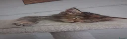 Maine Coon gatti in vendita: Maine coon cuccioli - Annuncio 8