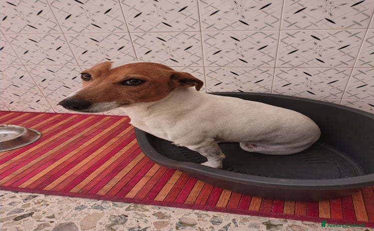 Jack Russell cani - Annuncio 1