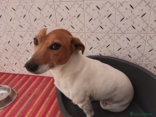 Jack Russell cani Jack Russell REGALO - Annuncio 23