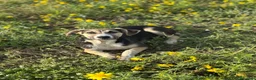 Meticcio cani in regalo: SPILLO IN CERCA DI ADOZIONE - Annuncio 3
