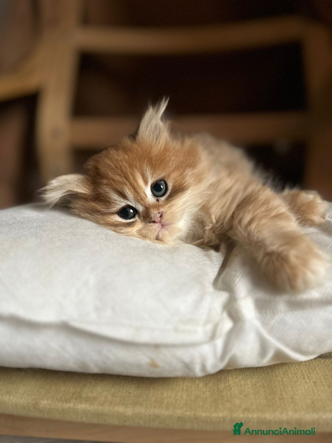 British gatti in vendita:  🩵Cuccioli British Longhair disponibili 🩵 - Annuncio 8