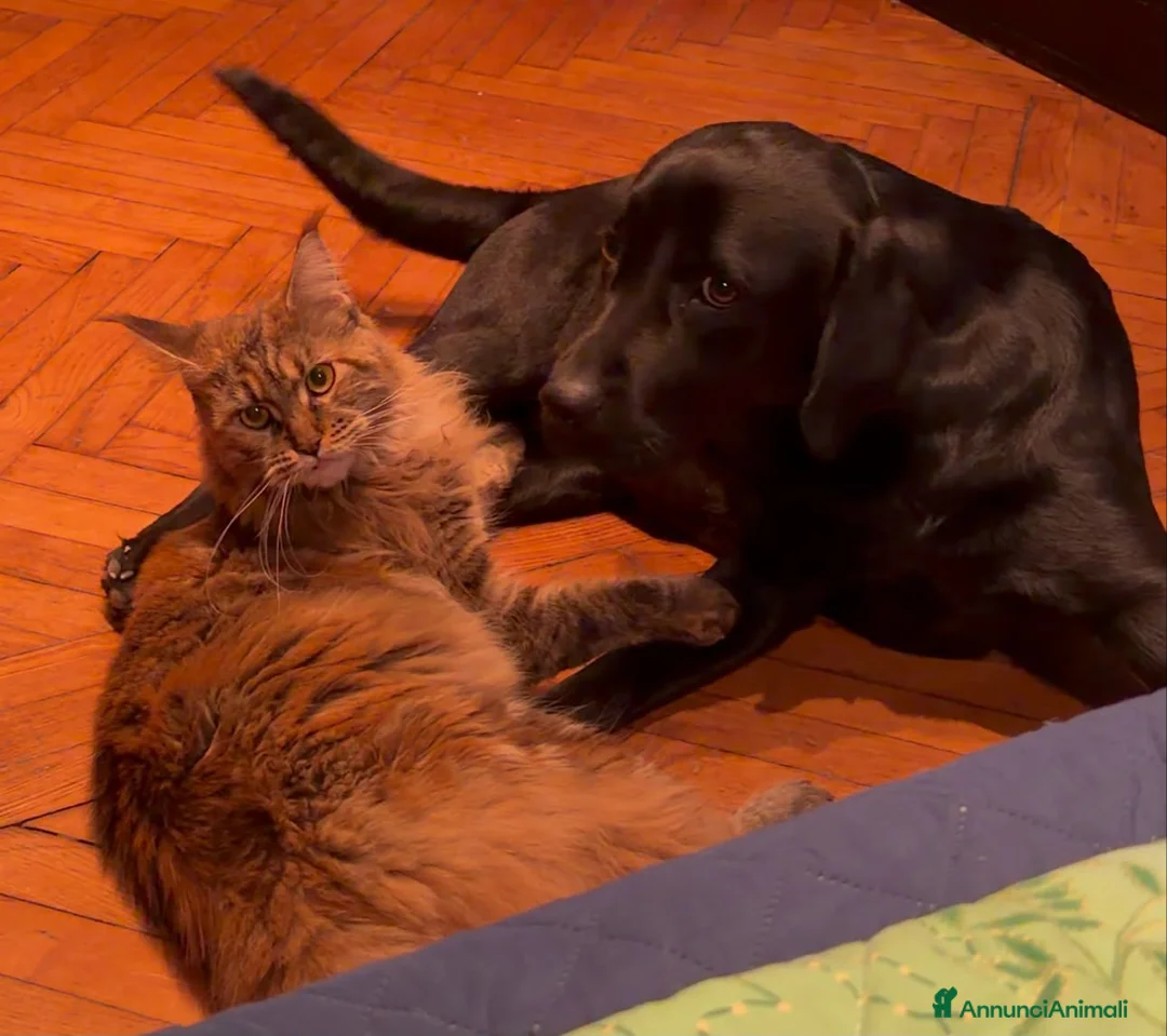 Maine Coon gatti in vendita: Gatto Maine Coon Black Tortie femmina - Annuncio 4