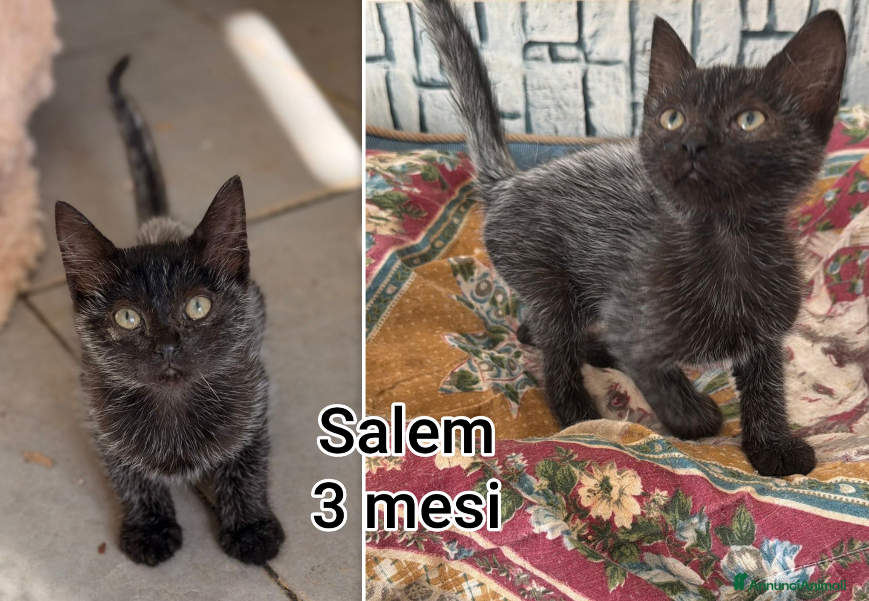 Europeo gatti ADOZIONI URGENTI PER QUESTI GATTINI  - Annuncio 10