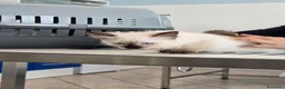 Altre razze gatti in vendita: GATTINI SIAMESI  a Città Metropolitana di Venezia - Annuncio 4