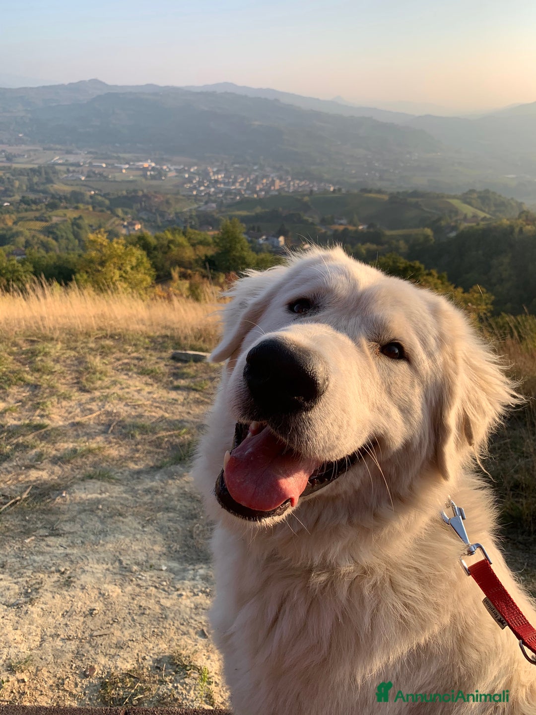Pastore Maremmano cani in vendita: Sidney; Cagnolina con Cuore D’oro  - Annuncio 2