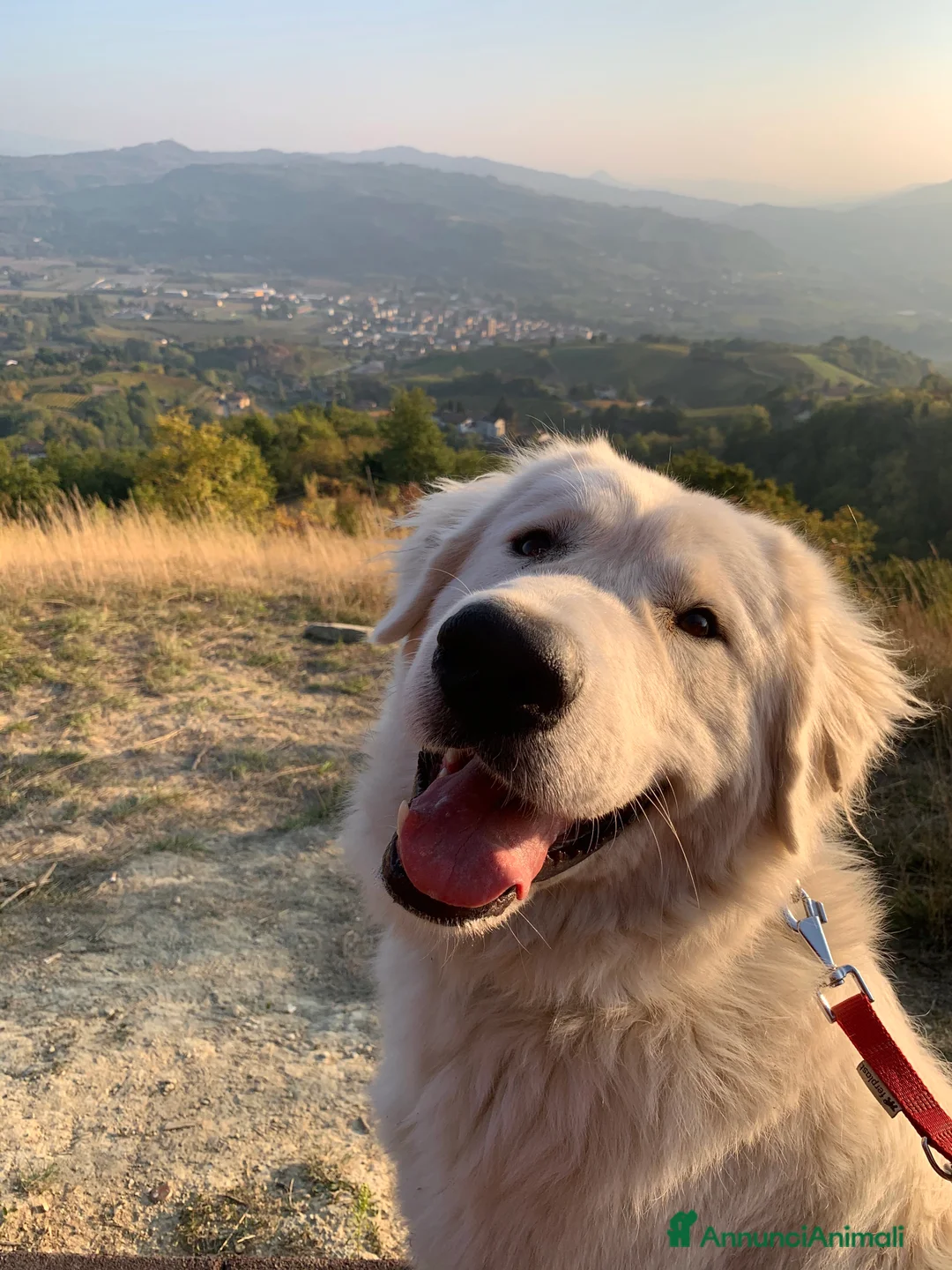 Pastore Maremmano cani in vendita: Sidney; Cagnolina con Cuore D’oro  - Annuncio 2