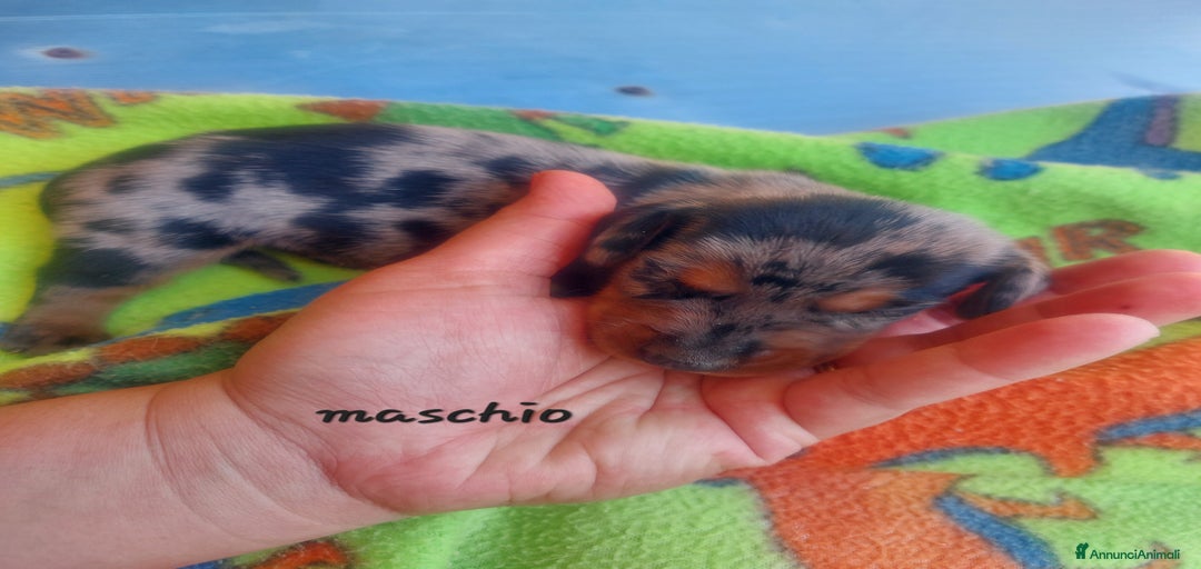 Immagine della galleria {{count}}