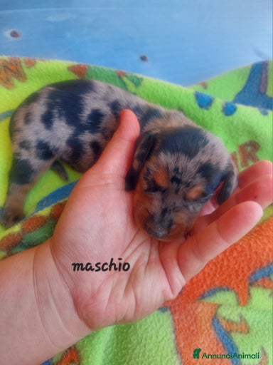 Immagine della galleria {{count}}