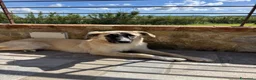 Meticcio cani in regalo: Cerchiamo urgente stallo casalingo postoperatorio  - Annuncio 6