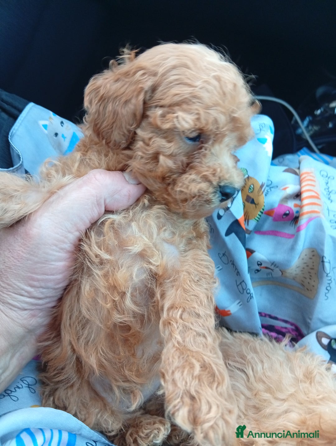 Barboncino cani in vendita: Cuccioli barboncino Toy/mini toy - Annuncio 5