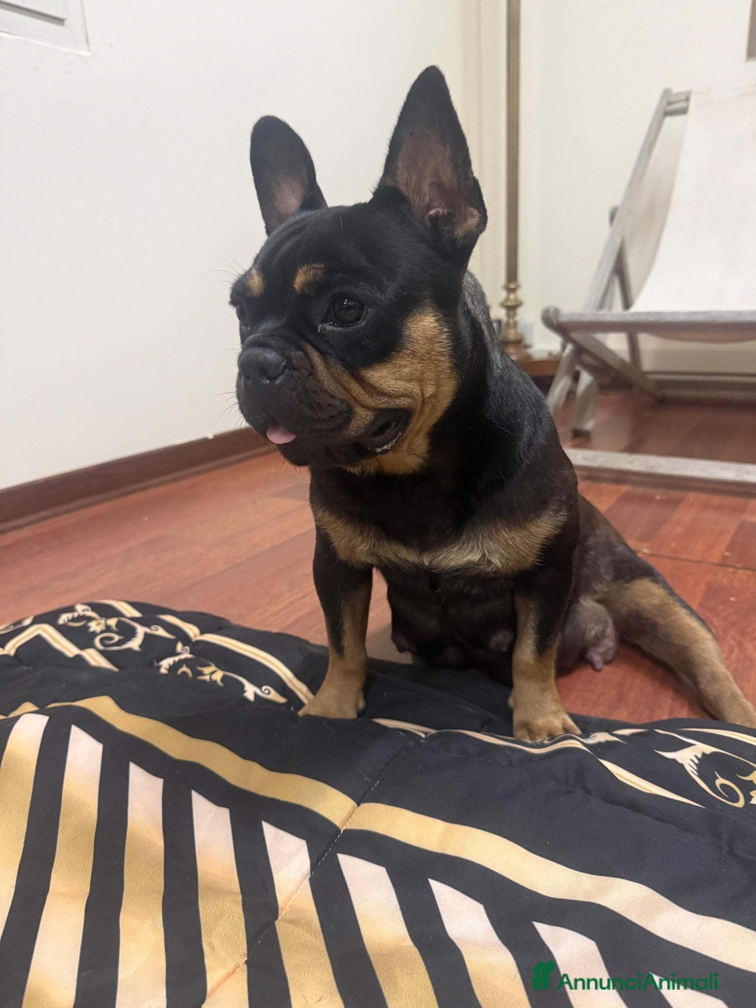 Bulldog Francese cani Bulldog francese - Annuncio 1