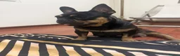 Bulldog Francese cani in vendita: Bulldog francese a Città Metropolitana di Napoli - Annuncio 1