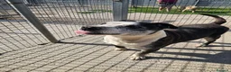 Meticcio cani in regalo: Zeus: nonnino molossino dolce socievole  - Annuncio 1
