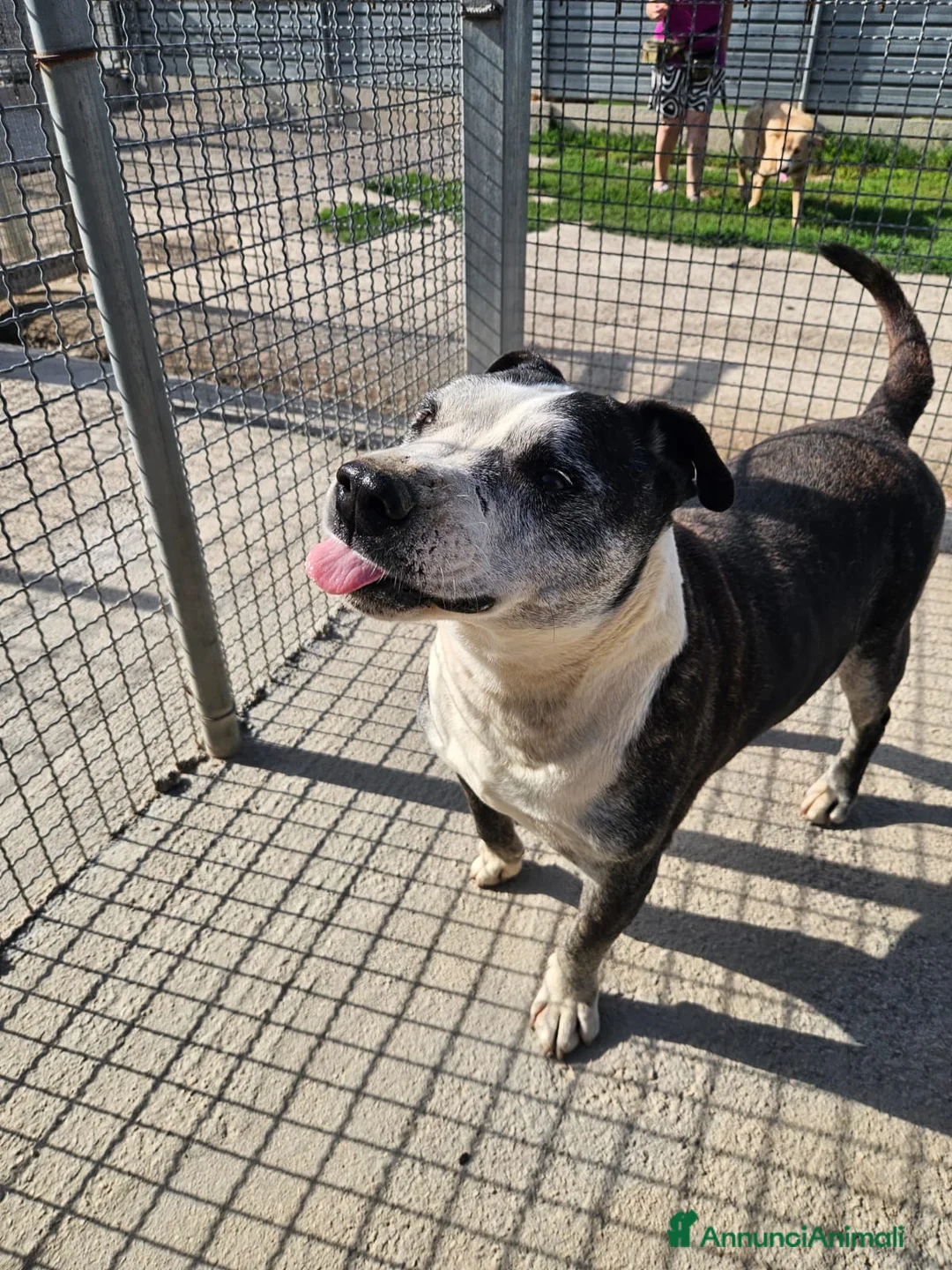 Meticcio cani in regalo: Zeus: nonnino molossino dolce socievole  - Annuncio 1