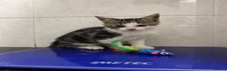 Europeo gatti in regalo: Cuccioli di 2 mesi in adozione a Provincia di Verona - Annuncio 4