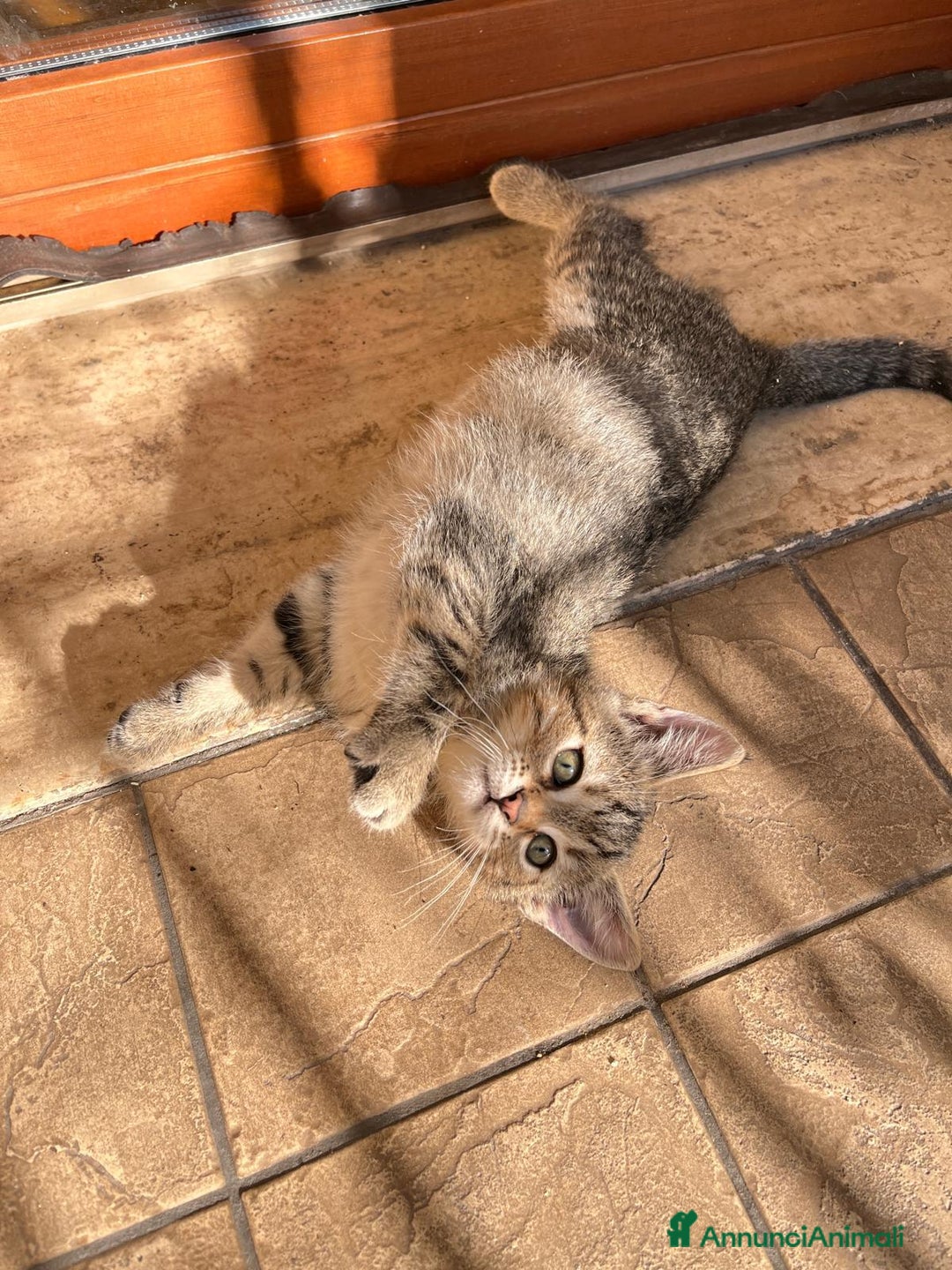 Europeo gatti in regalo: 3 gattini di 2 mesi e mezzo - Annuncio 4