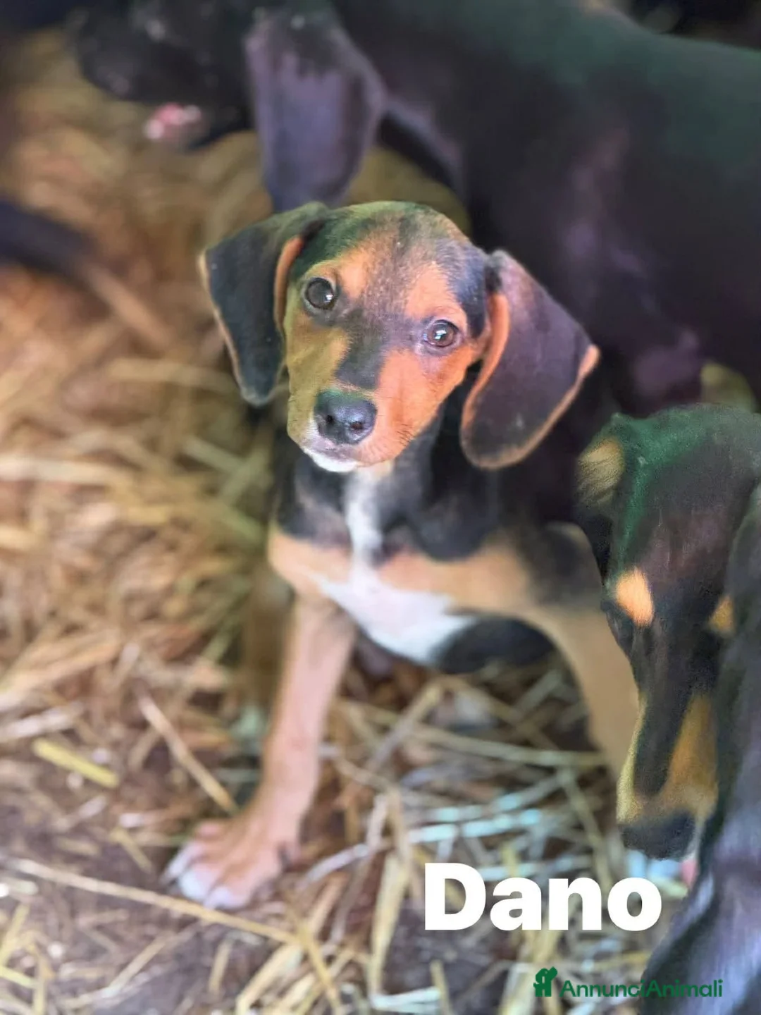 Meticcio cani in regalo: DANO, scricciolino tenerissimo! TG PICCOLA - Annuncio 6