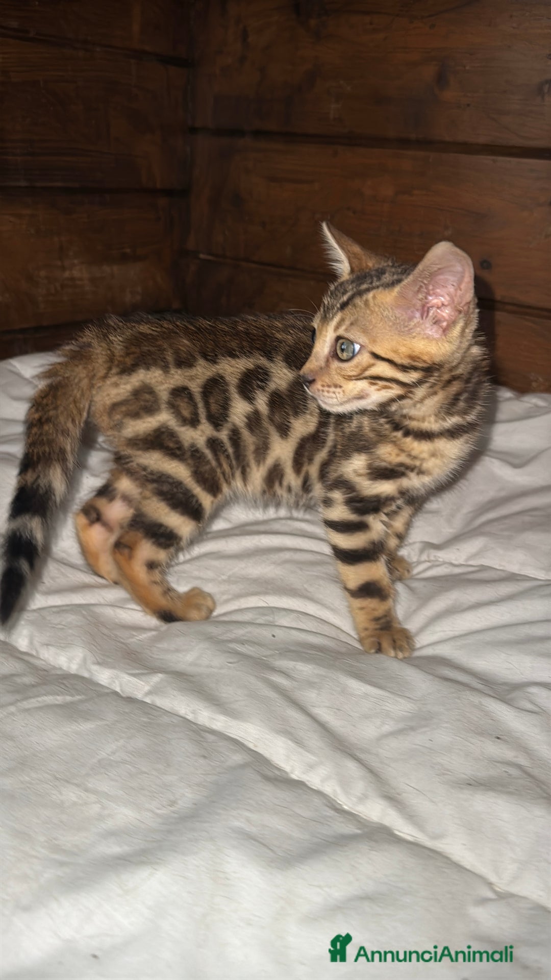 Bengala gatti in vendita: Cucciole di Bengal con Pedigree a Provincia di Asti - Immagine 11