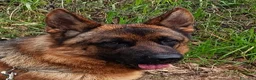 Pastore Tedesco cani in vendita: PASTORI TEDESCHI - Annuncio 33