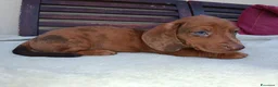 Bassotto cani in vendita: Bassotto arlecchino fulvo  a Provincia di Chieti - Annuncio 2