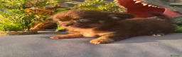 Chihuahua cani in vendita: chihuahua a pelo lungo boy e girl pedigree enci  - Annuncio 3
