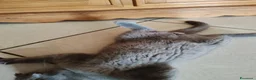 Scottish gatti in vendita: Cucciolo Gatto Scottish Fold Giocoso a Provincia di Viterbo - Annuncio 3