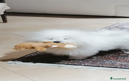 Bichon cani per accoppiamento: Bichon Frise’ Maschio per inseminazione a pagament a Provincia di Salerno - Immagine 4