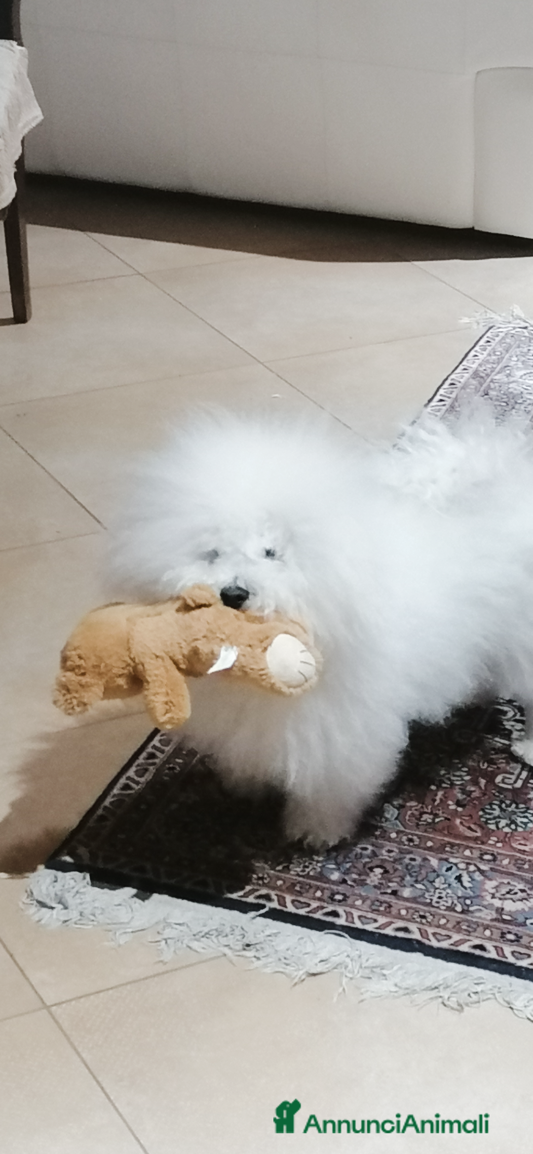 Bichon cani per accoppiamento: Bichon Frise’ Maschio per inseminazione a pagament a Provincia di Salerno - Immagine 4
