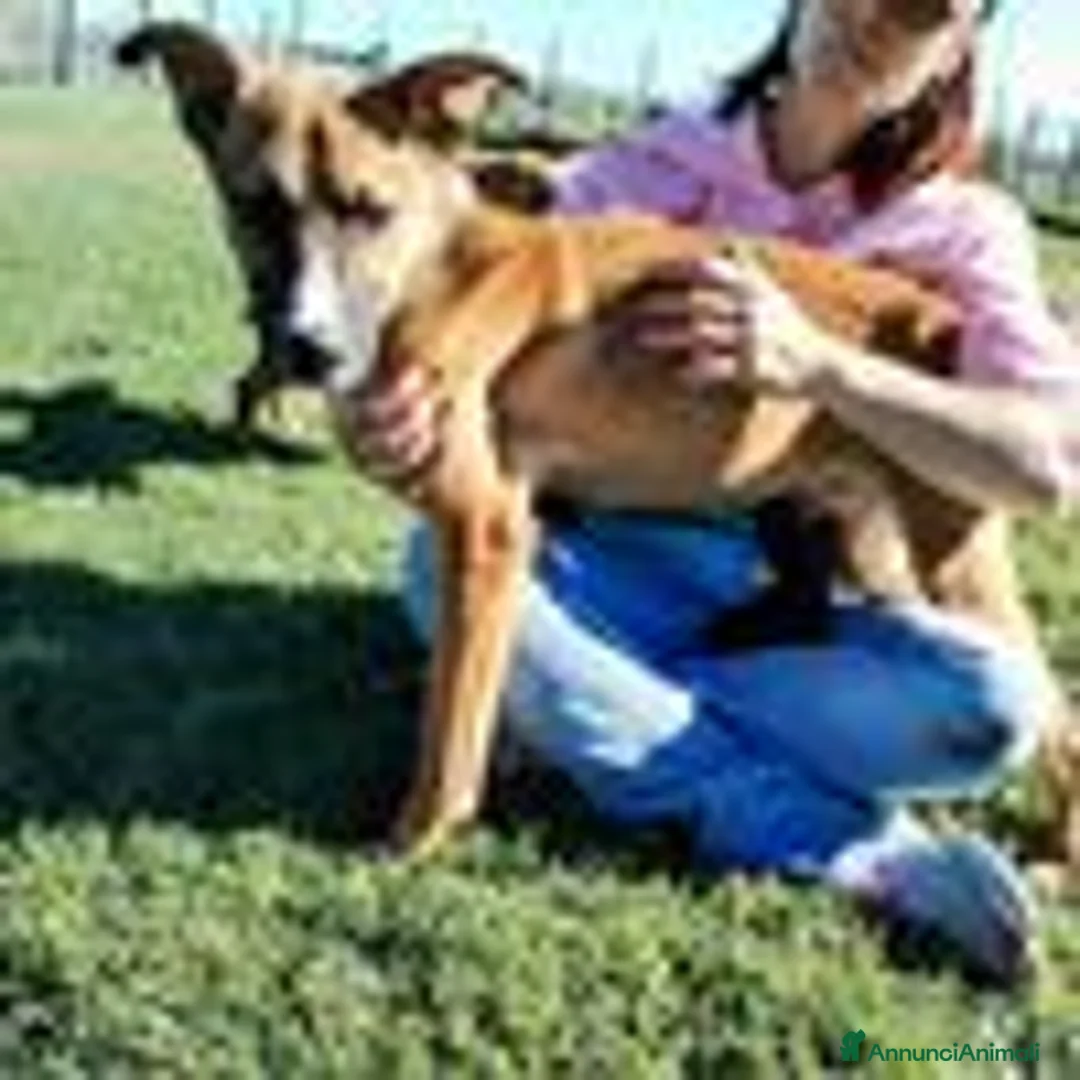 Meticcio cani in regalo: l allegra brigata lupetti di taglia media  a Provincia di Latina - Annuncio 5