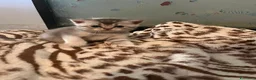Scottish gatti in vendita: Cucciolata di gatti scottish fold e straight  a Città metropolitana di Roma Capitale - Annuncio 5