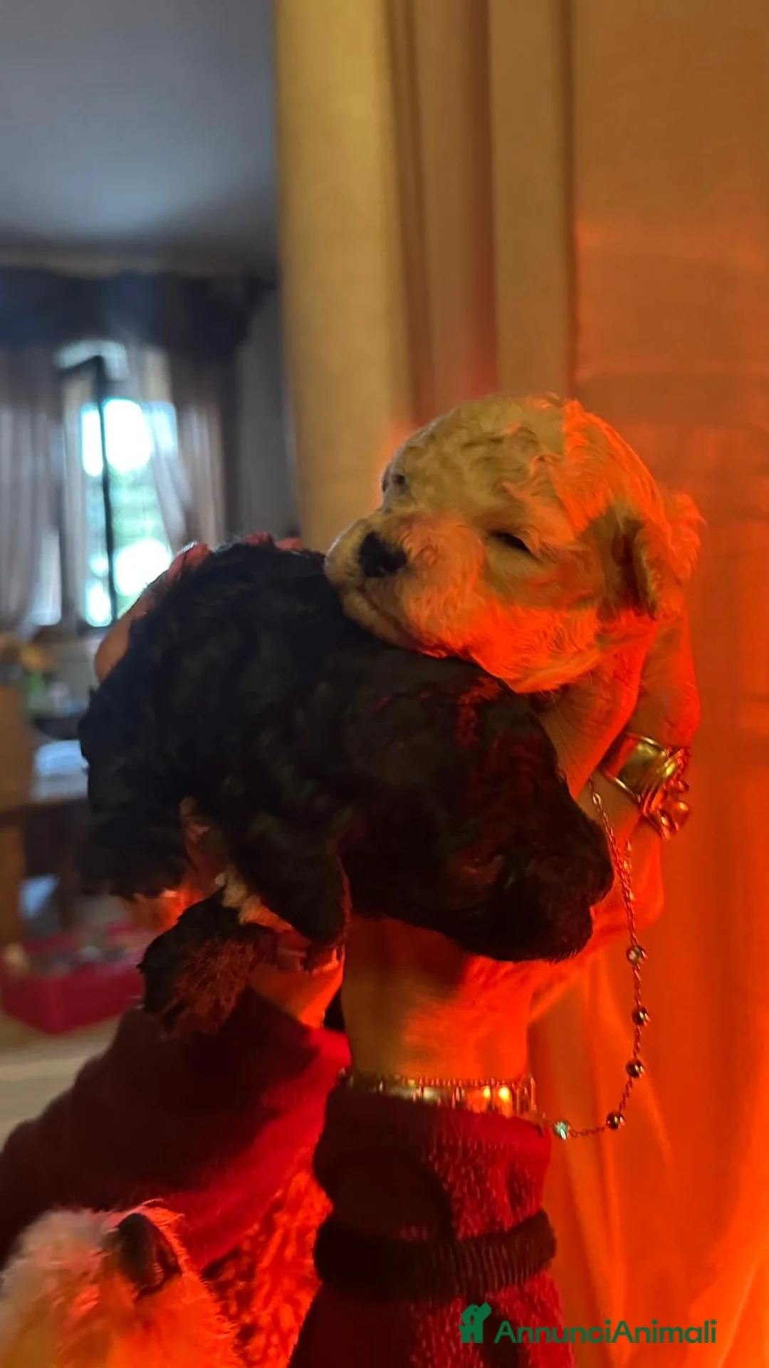 Barboncino Toy cani in vendita: Barboncini - Annuncio 5