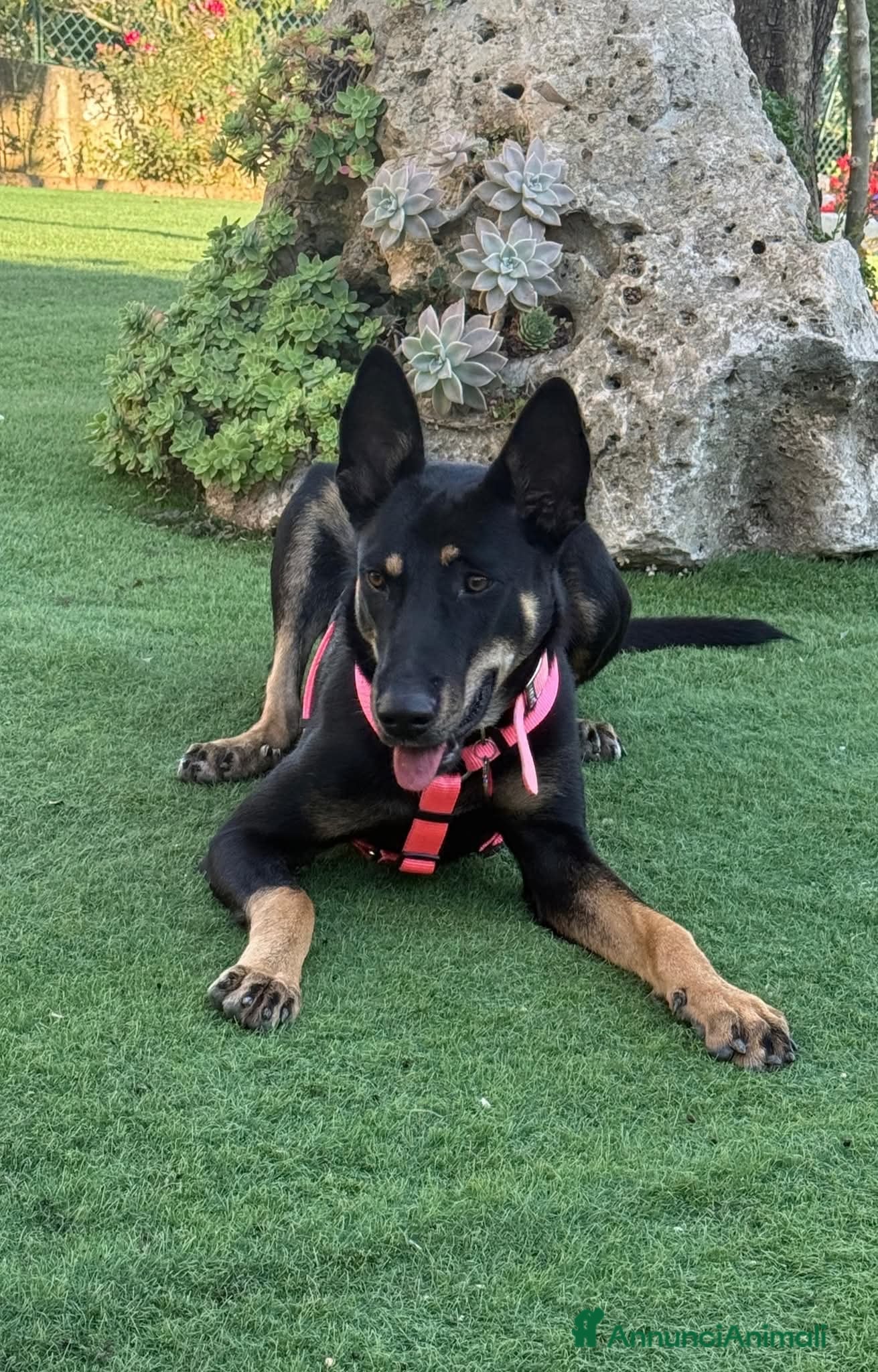 Meticcio cani ADOZIONI DEL CUORE: Ambra rischia il canile!! - Annuncio 36