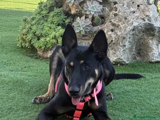 Meticcio cani ADOZIONI DEL CUORE: Ambra rischia il canile!! - Annuncio 7