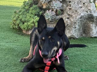 Meticcio cani ADOZIONI DEL CUORE: Ambra rischia il canile!! - Annuncio 11