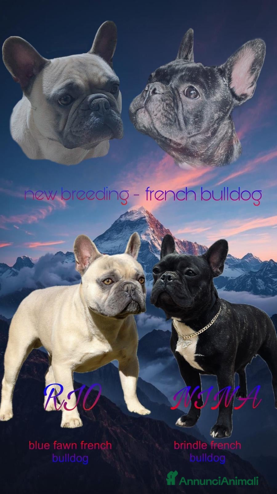 Bulldog Francese cani baby bulldog francese  - Annuncio 1