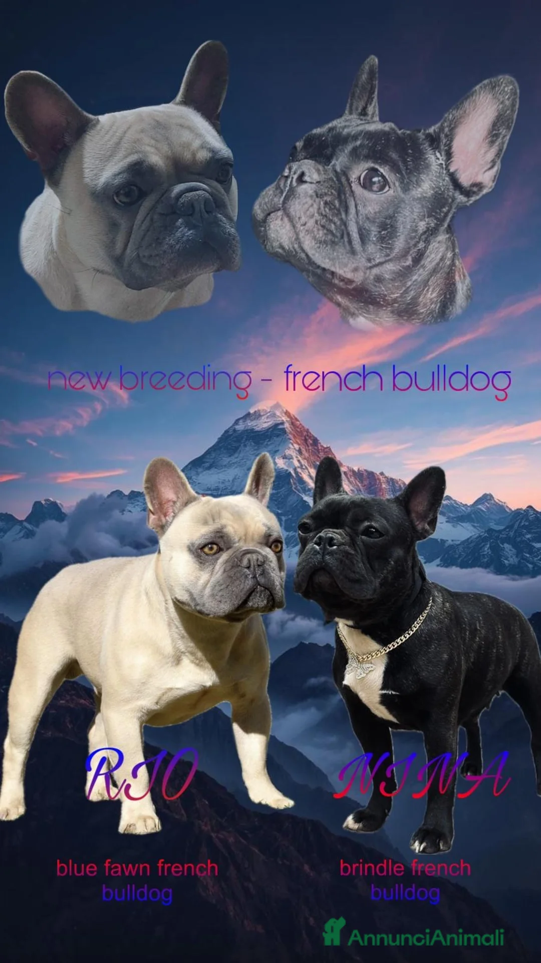 Bulldog Francese cani in vendita: baby bulldog francese  - Annuncio 1
