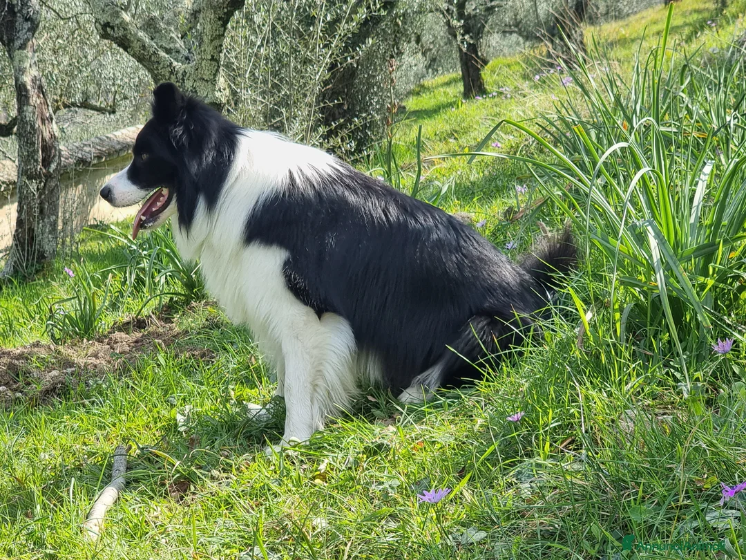 Bearded Collie cani per accoppiamento: border collie per monta - Annuncio 2