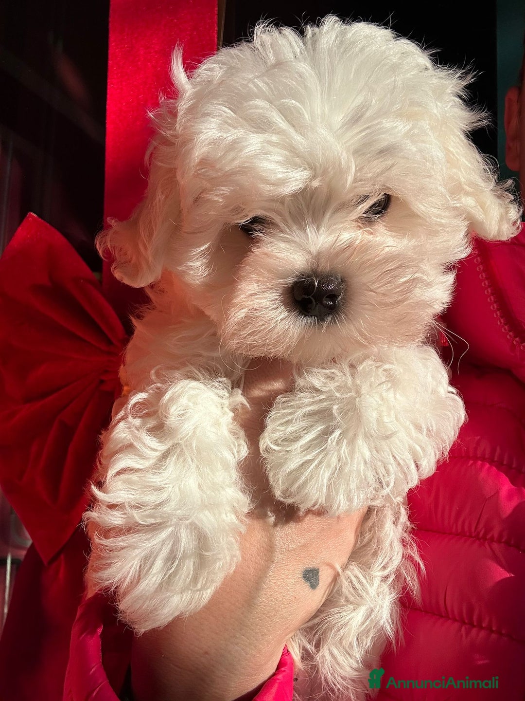 Maltese cani in vendita: Cuccioli di maltese con pedigree ENCI  - Annuncio 14