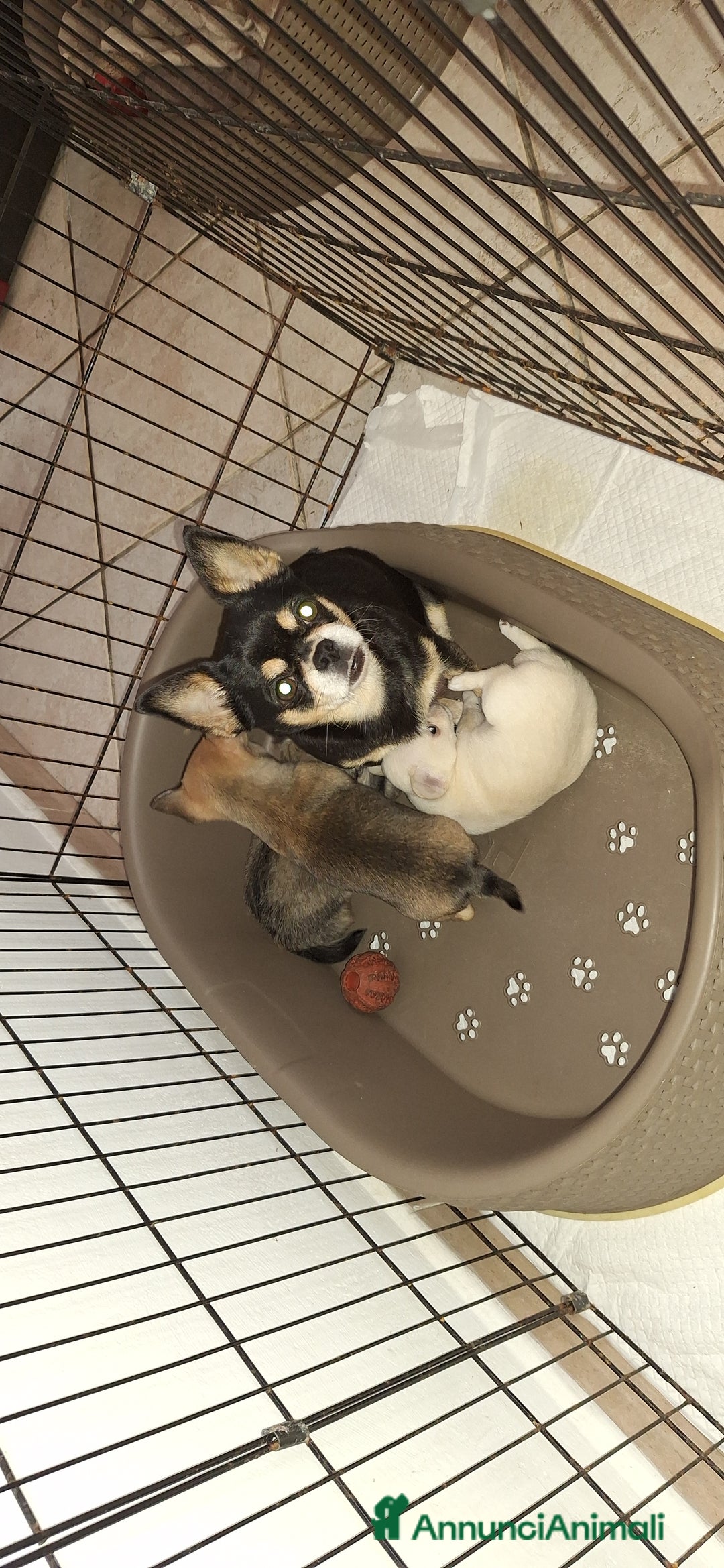 Chihuahua cani in vendita: Femmmine con pedegree - Annuncio 4