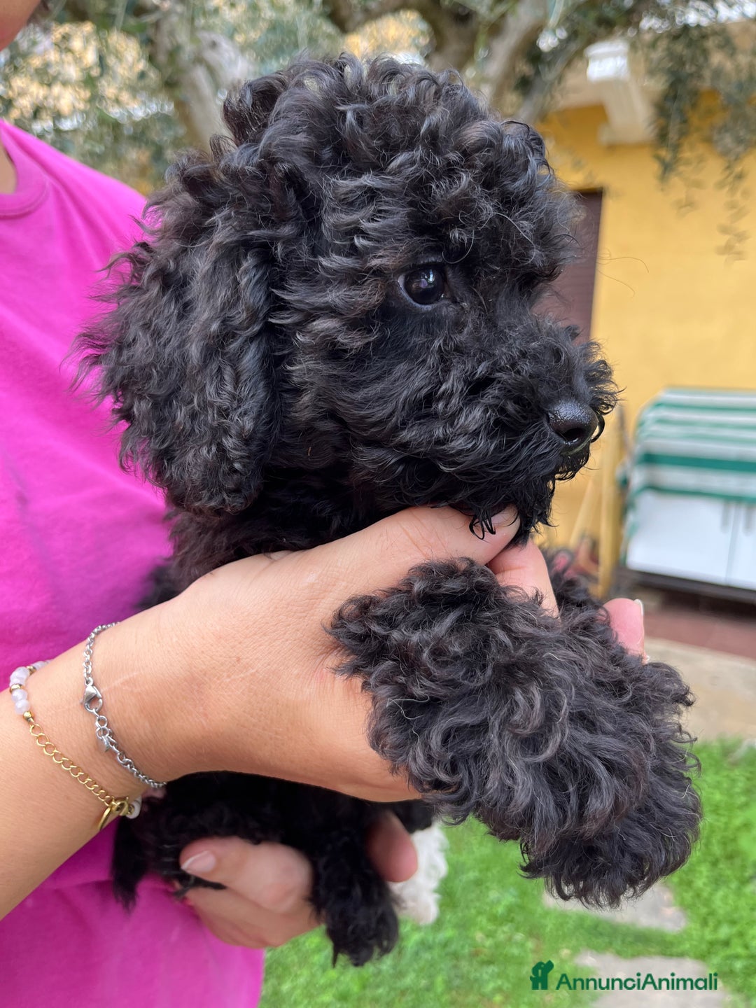 Barboncino cani in vendita: Barboncini neri e bianchi con Pedigree  a Vercelli - Annuncio 18