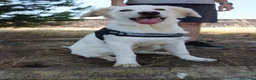 Meticcio cani in regalo: EROS 💙 pronto a diventare il tuo migliore amico! a Provincia di Rimini - Annuncio 7
